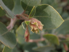 Arctostaphylos canescens sonomensis