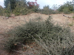 Ceanothus foliosus foliosus