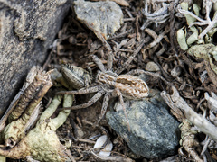Thanatus mikhailovi