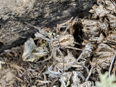 Thanatus mikhailovi