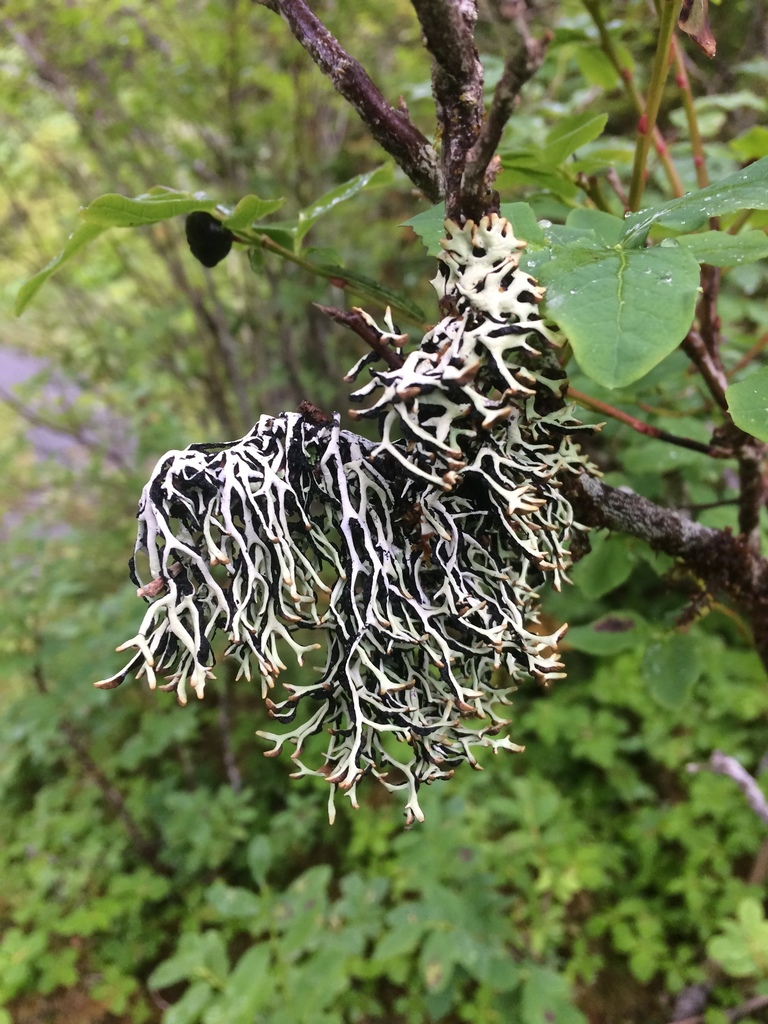 Ticker-tape Lichen