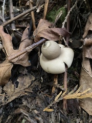 Geastrum