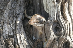 Trachylepis binotata