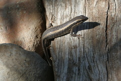 Trachylepis spilogaster