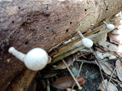 Xylaria fockei