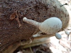 Xylaria fockei