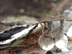 Xylaria fockei
