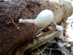 Xylaria fockei