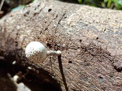 Xylaria fockei