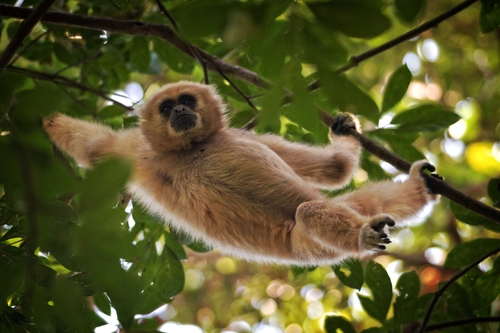 Lar Gibbon, photo 7 of 7