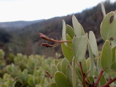 Arctostaphylos viscida pulchella