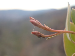 Arctostaphylos viscida pulchella