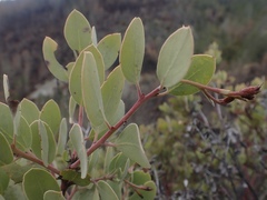 Arctostaphylos viscida pulchella