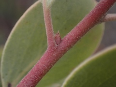 Arctostaphylos viscida pulchella