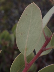 Arctostaphylos viscida pulchella