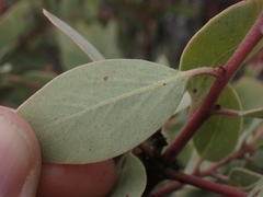 Arctostaphylos viscida pulchella