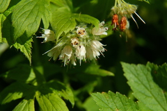 Hydrophyllum fendleri