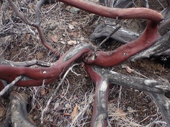 Arctostaphylos viscida pulchella