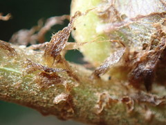 Sphaerostephanos subtruncatus