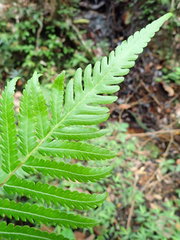 Sphaerostephanos subtruncatus