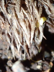 Sphaerostephanos subtruncatus