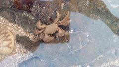 Pilumnus vespertilio