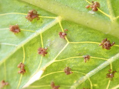 Sphaerostephanos subtruncatus