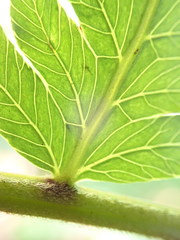 Sphaerostephanos subtruncatus