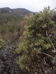 Arctostaphylos viscida pulchella