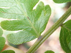 Sphaerostephanos subtruncatus