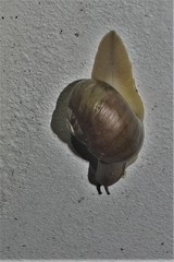 Natalina cafra