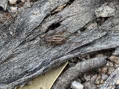 Balamara