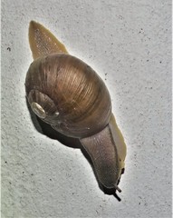 Natalina cafra