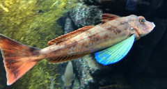 Red Gurnard photo 5