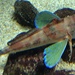 Spiny Red Gurnard - Photo (c) Totti, some rights reserved (CC BY-SA)