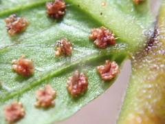 Sphaerostephanos subtruncatus