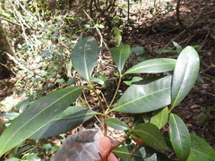 Psychotria daphnoides