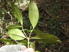 Psychotria daphnoides