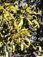 Phoradendron leucarpum angustifolium