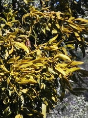 Phoradendron leucarpum angustifolium