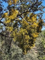 Phoradendron leucarpum angustifolium