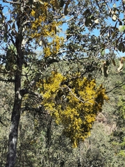 Phoradendron leucarpum angustifolium
