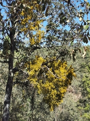 Phoradendron leucarpum angustifolium
