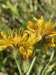 Crepis runcinata