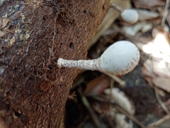 Xylaria fockei