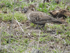 Geophaps scripta scripta
