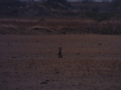 Vulpes bengalensis