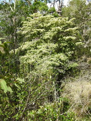 Terminalia microcarpa