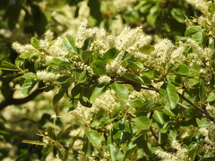 Terminalia microcarpa