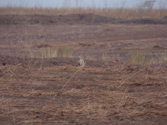 Vulpes bengalensis